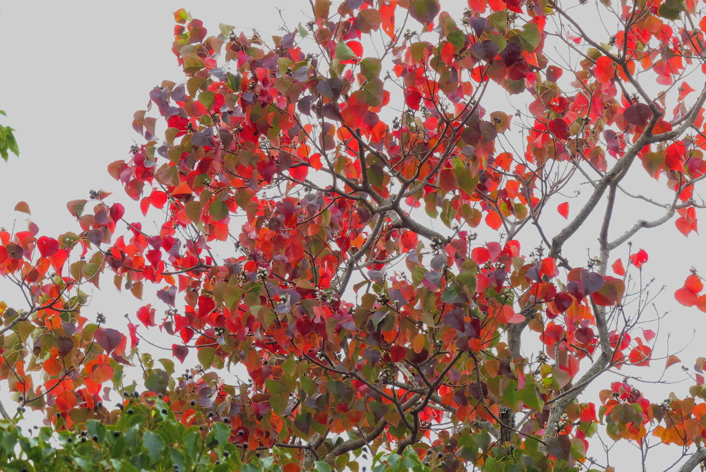 紅葉が映える