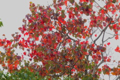 紅葉が映える