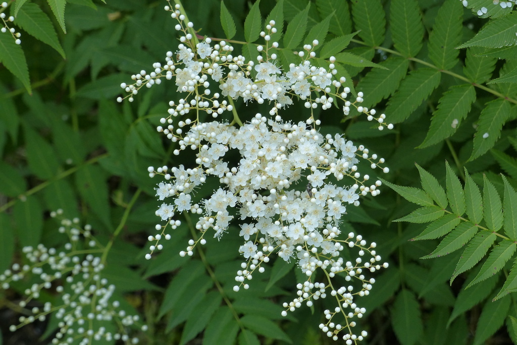 ナニワナナカマド