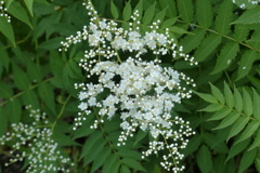 ナニワナナカマド