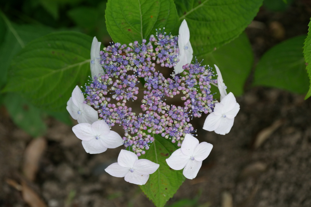 紫陽花　ブルー・白