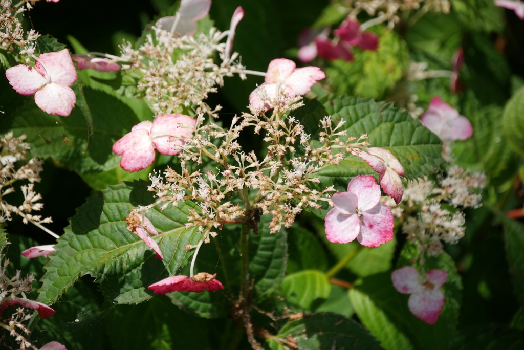 額紫陽花　5