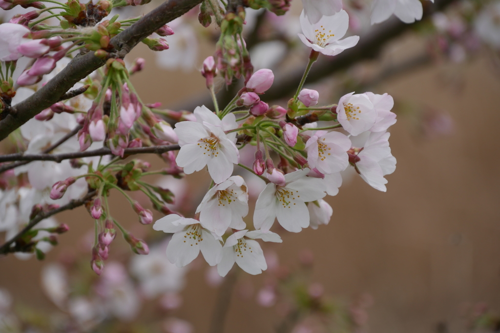 池端の桜