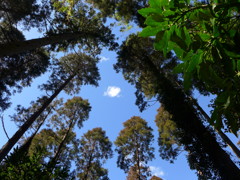 森の中の空