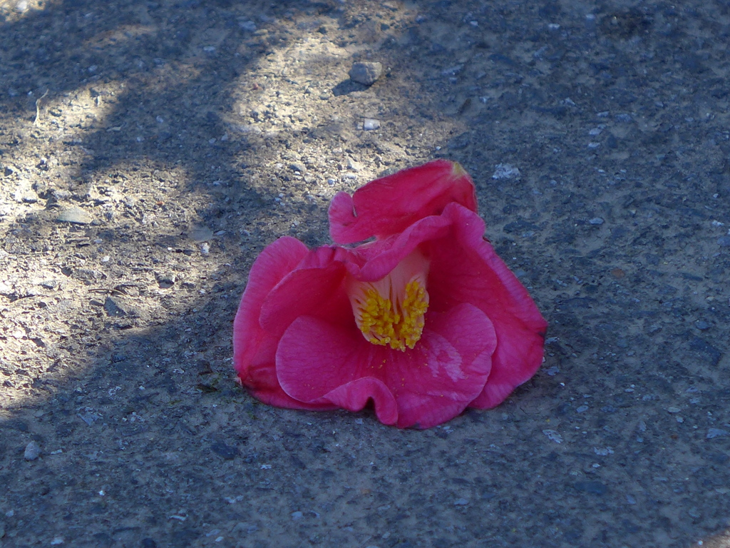 椿は花ごと