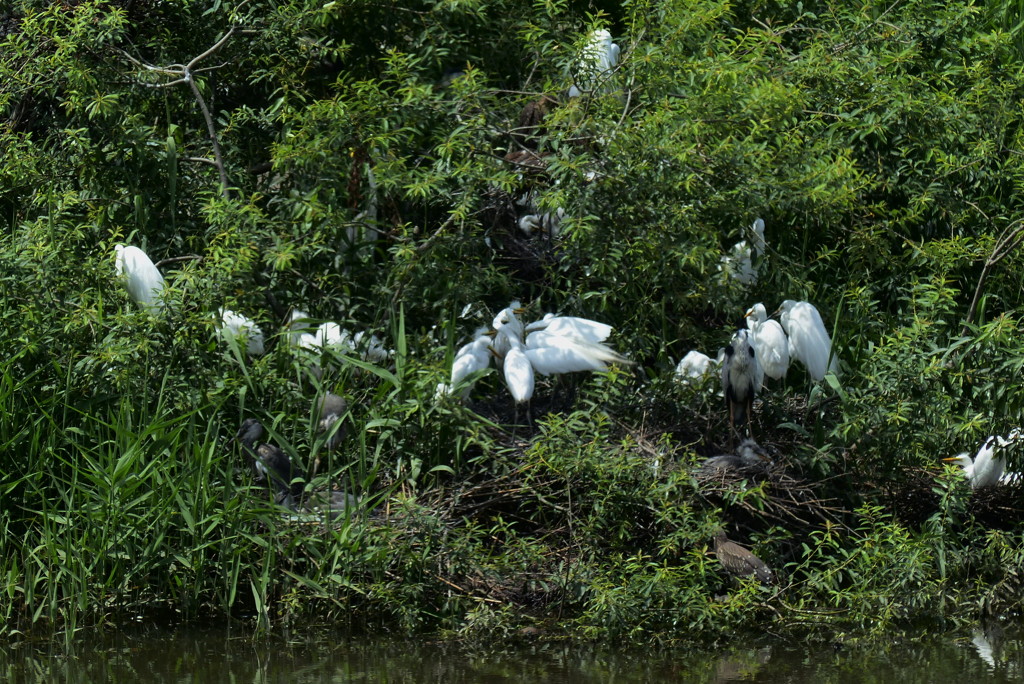 シラサギの集団