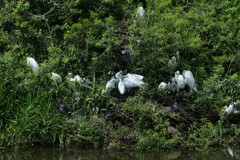 シラサギの集団