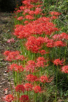 曼珠沙華列咲き