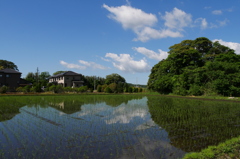 早苗田　4