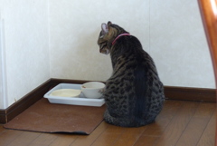 もっと欲しいんだけど・・・・