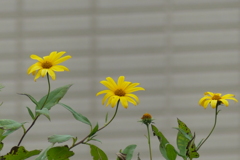 キクイモ