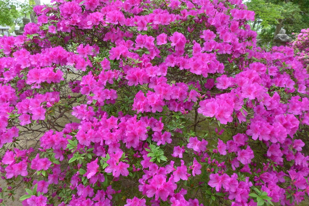 ツツジ