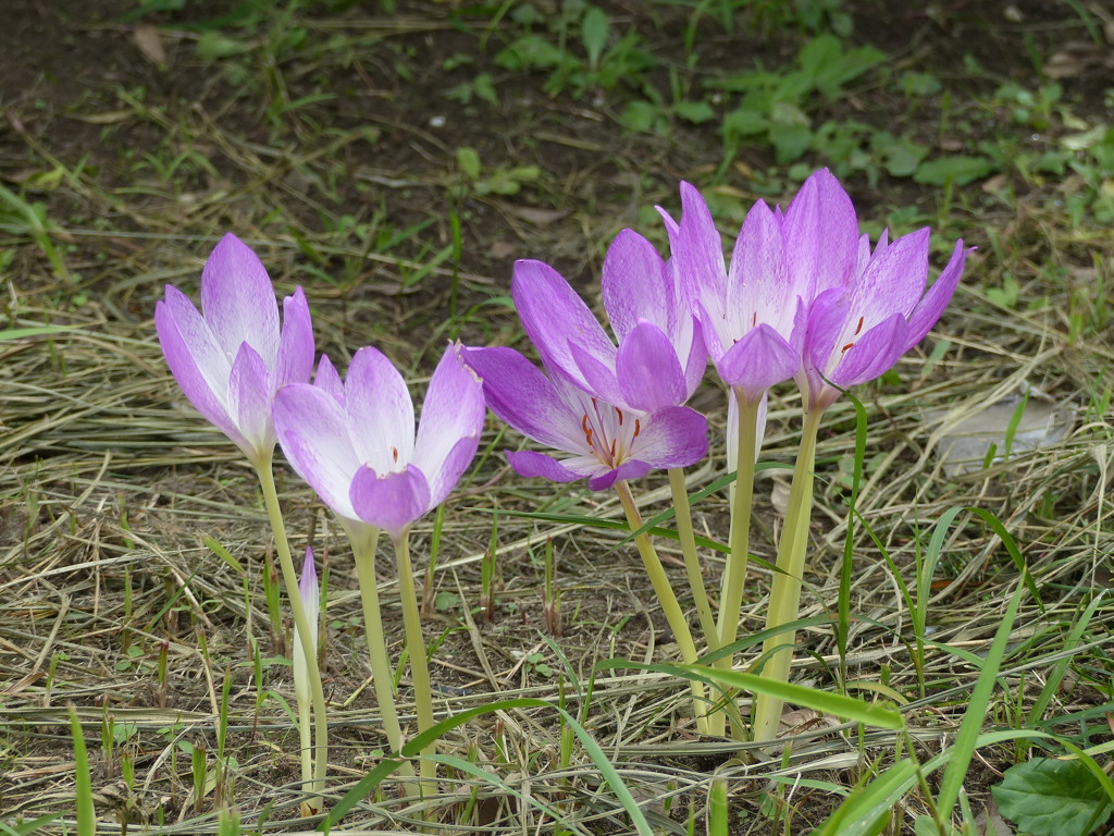 イヌサフラン