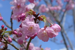 桜　1