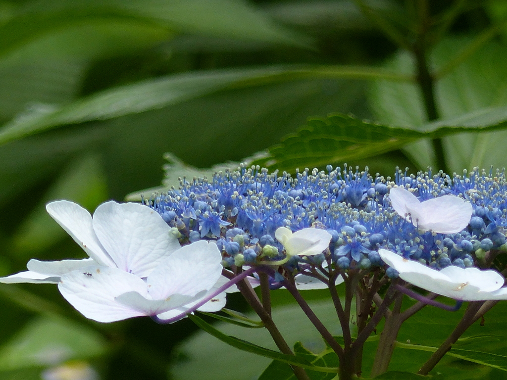 白い飾り花　2