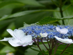 白い飾り花　2