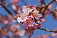 河津桜