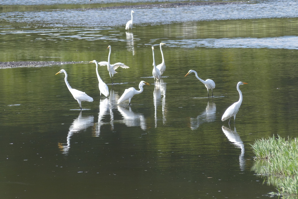 くつろぐ鷺たち