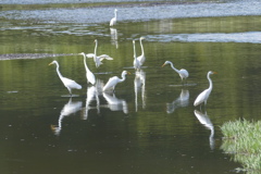 くつろぐ鷺たち