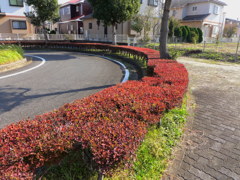 ドウダンツツジ