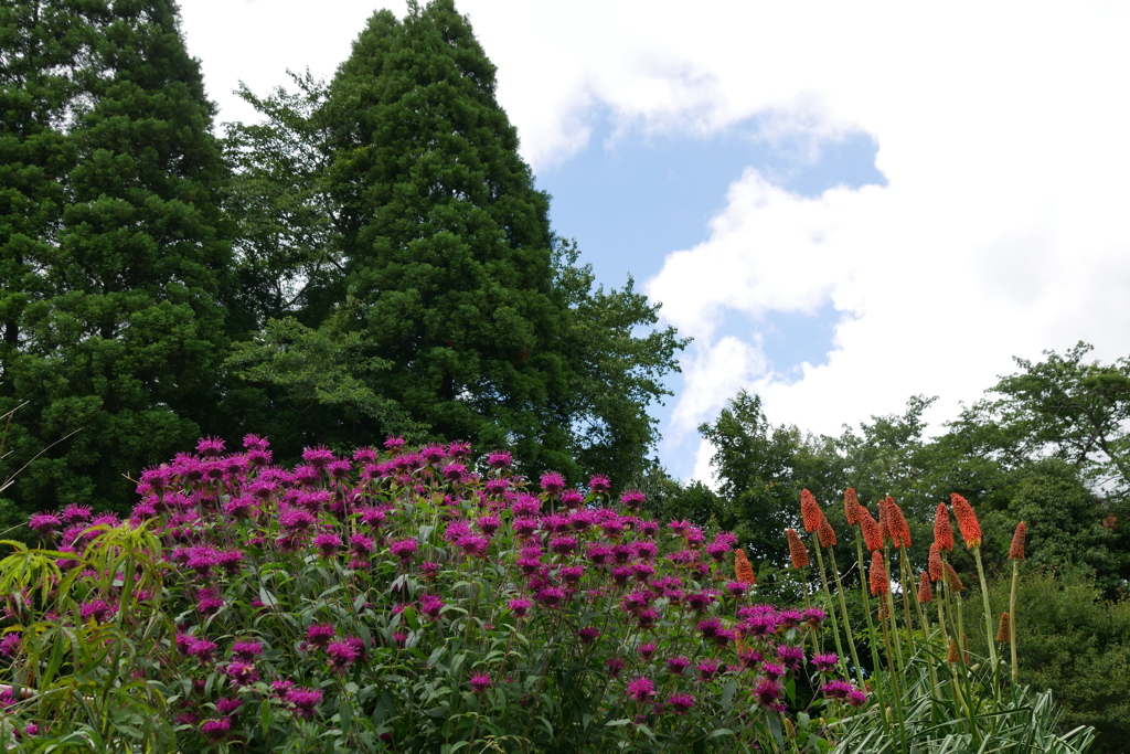 山裾の花畑