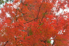 紅葉