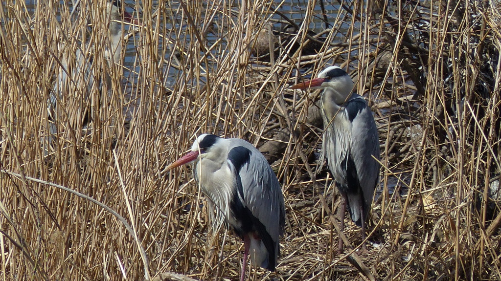 休息中のアオサギ