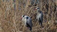 休息中のアオサギ