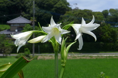 インドハマユウ