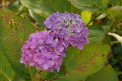 晩秋の紫陽花　2