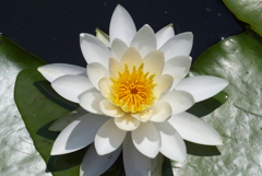 初めて見た花