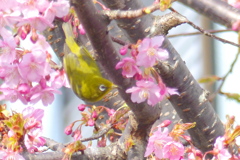 メジロと桜