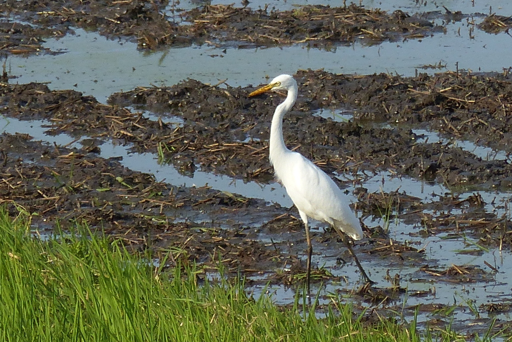 あっちの方がよさそう
