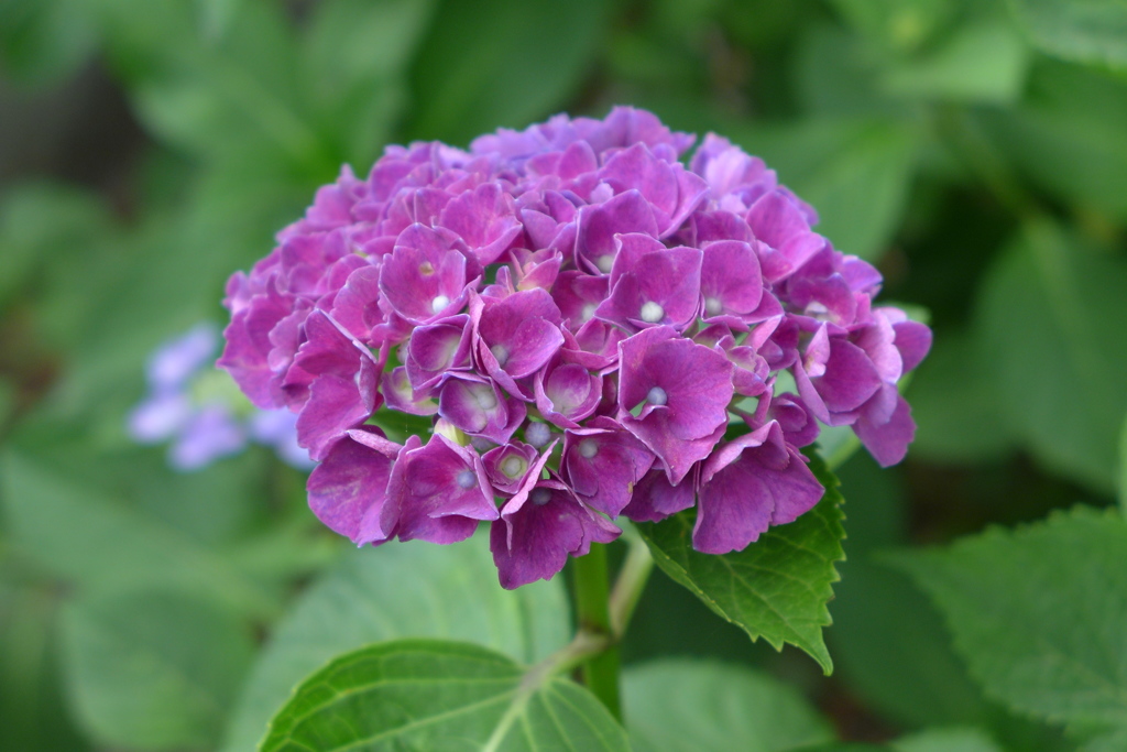 紫陽花