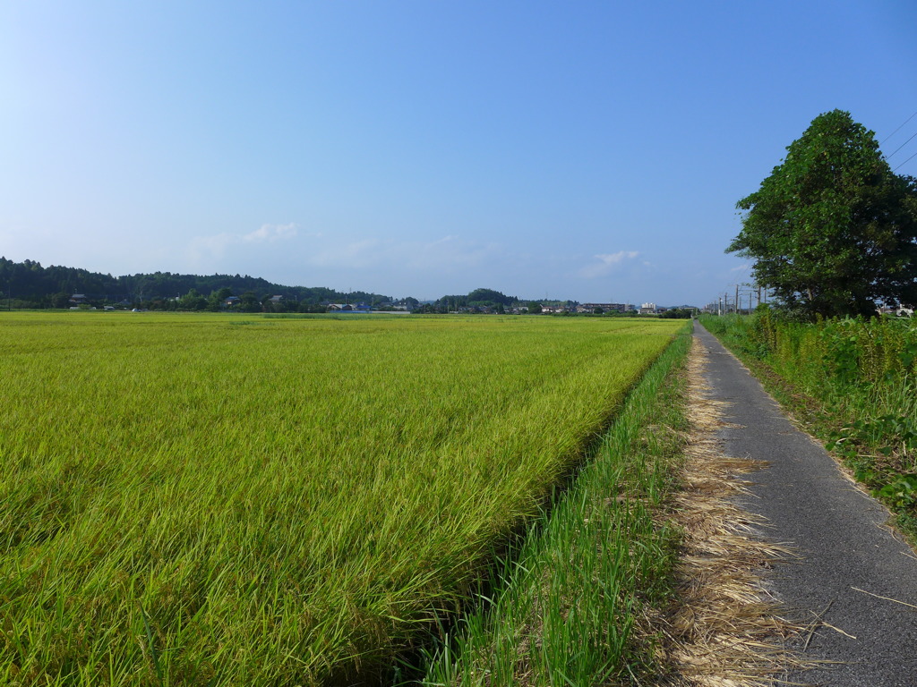 線路脇のあぜ道