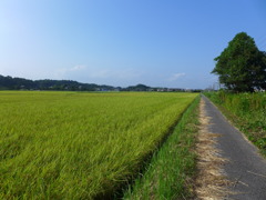 線路脇のあぜ道