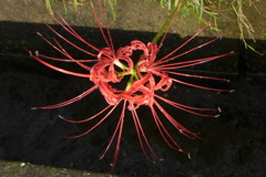曼珠沙華　
