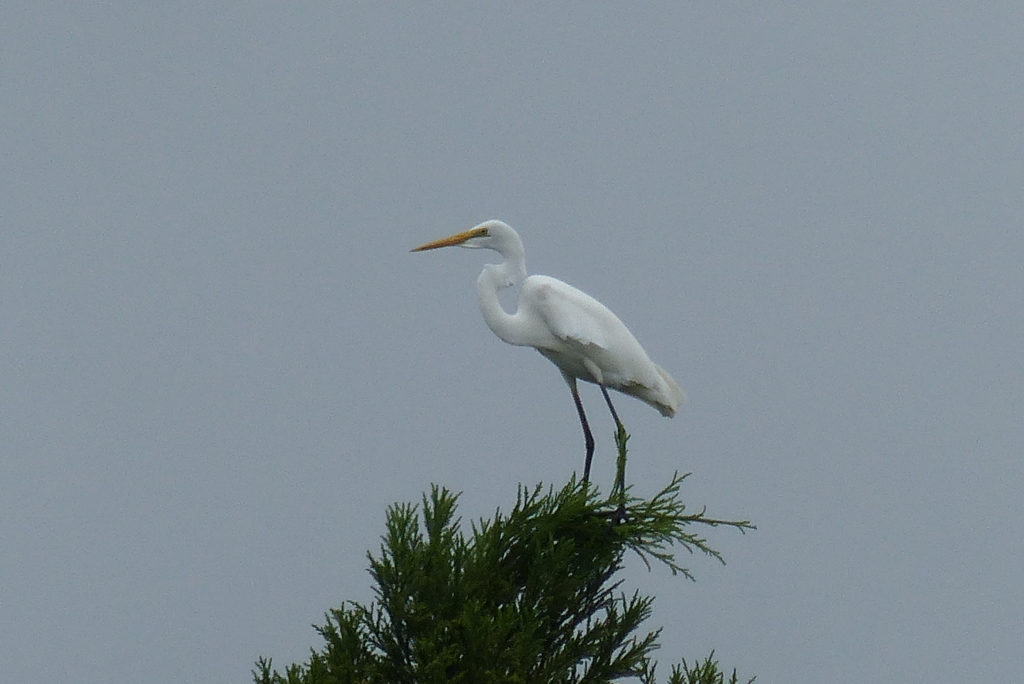 樹上のシラサギ