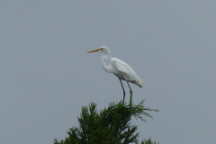 樹上のシラサギ