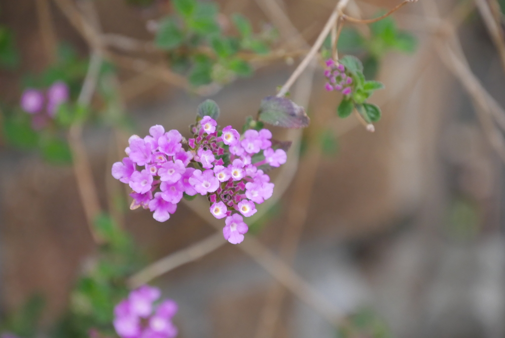 ピンクの小花