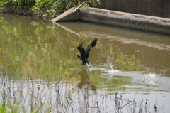 カワウの飛翔　2