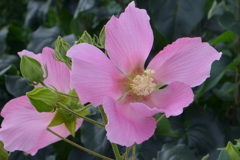 芙蓉