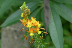 花アロエ