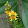 花アロエ