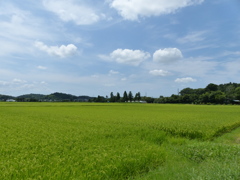 田園夏姿　2