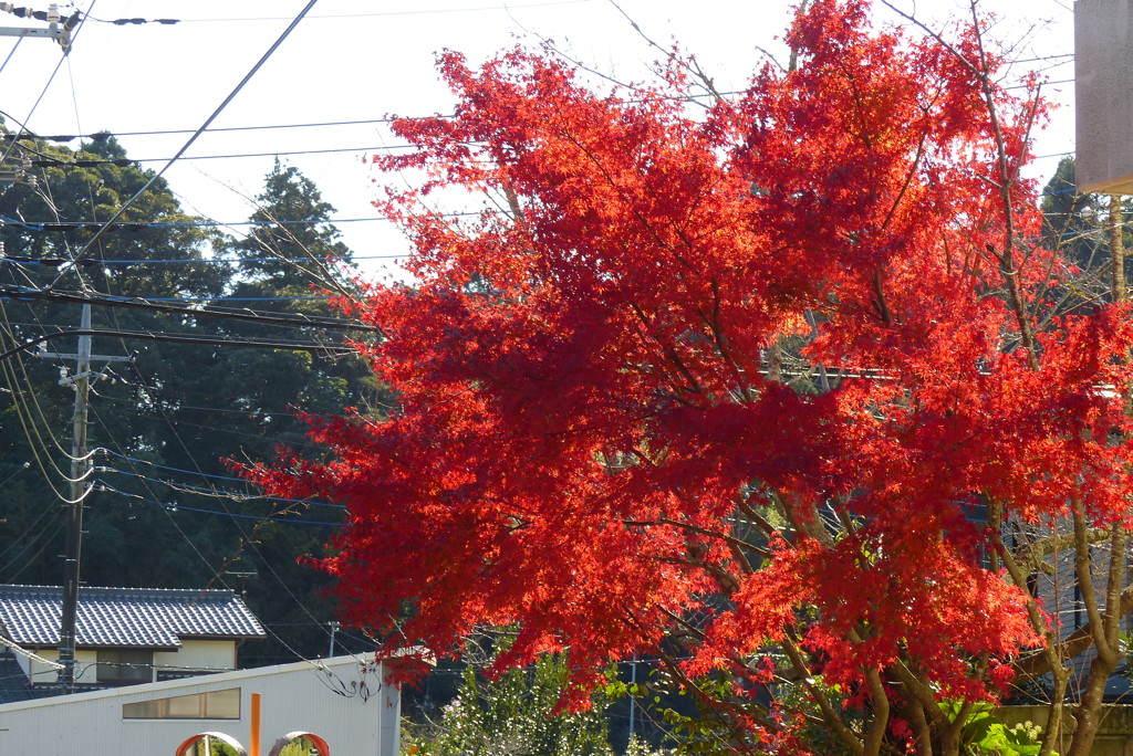 ハッとする紅色