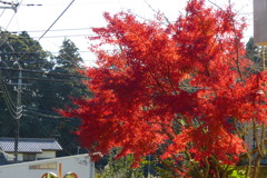 ハッとする紅色