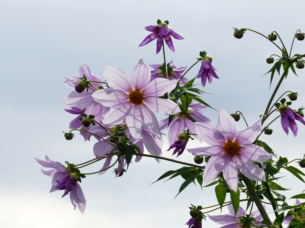 コウテイダリヤ