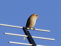 アンテナのモズ