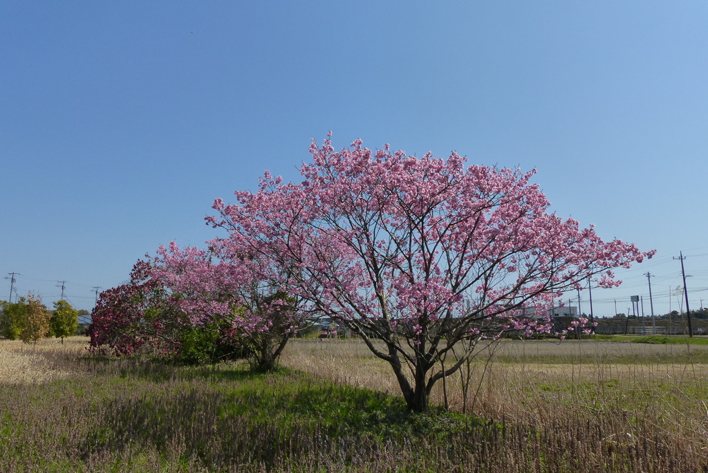 河津桜